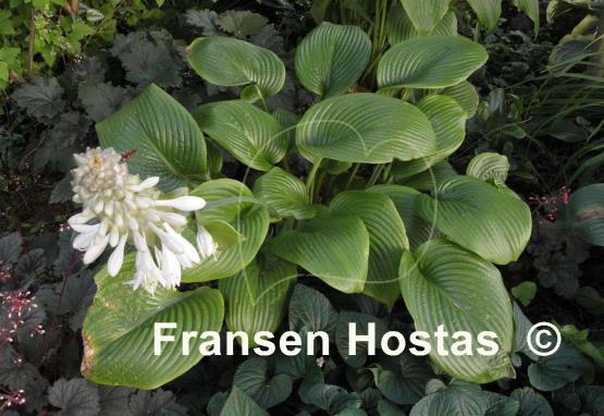 Hosta Merry-Go-Round